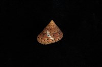 藏品(小草莓鐘螺)的圖片